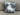 Leopard's Land Cushion Cover